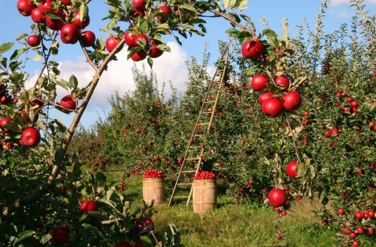 apple orchard