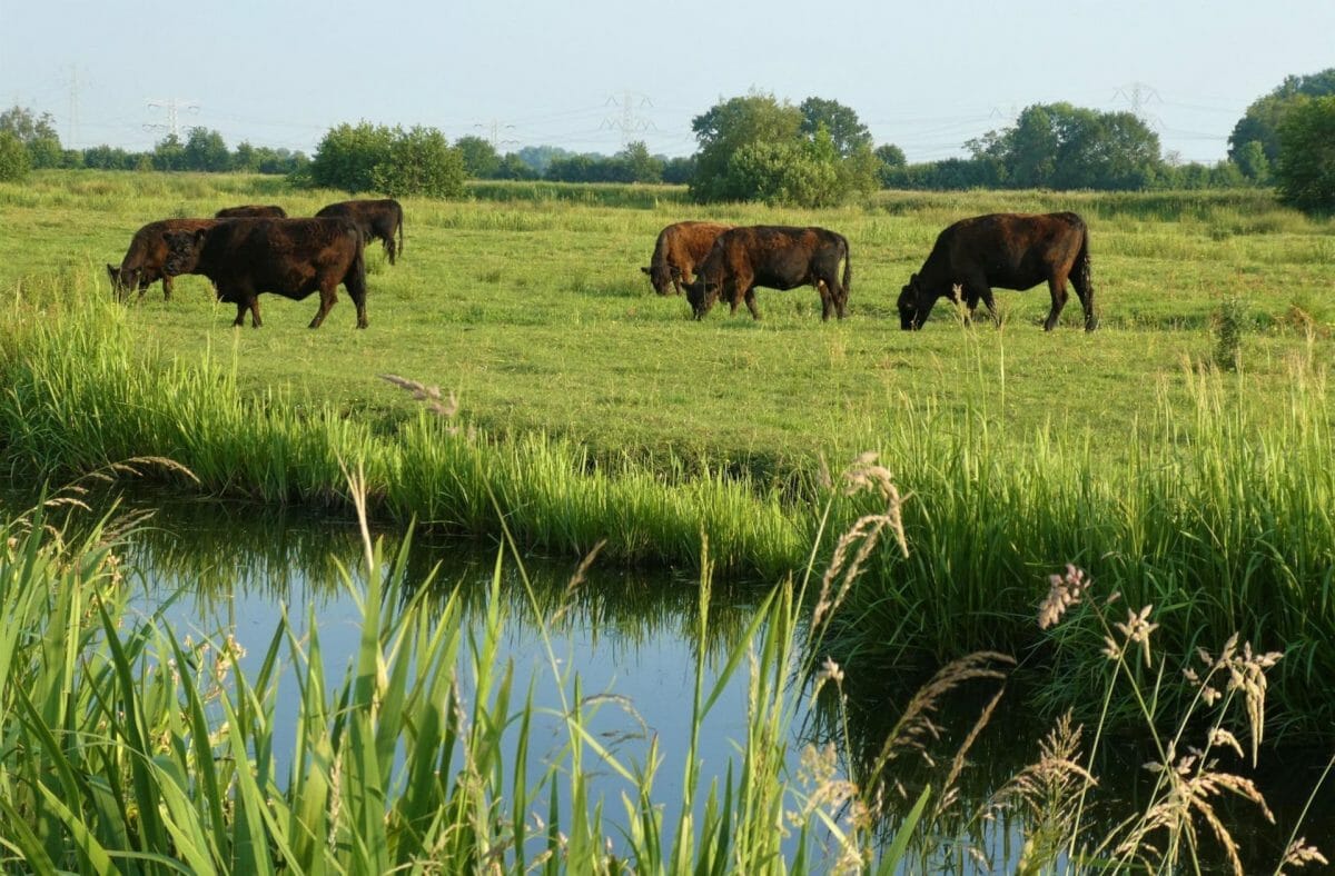 livestock in farm